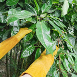 Guantes de jardinería para hombres y mujeres, a prueba de espinas, cuero vacuno para podar rosa/mora, guante largo de protección para antebrazo, guantes de trabajo para jardín (grande)